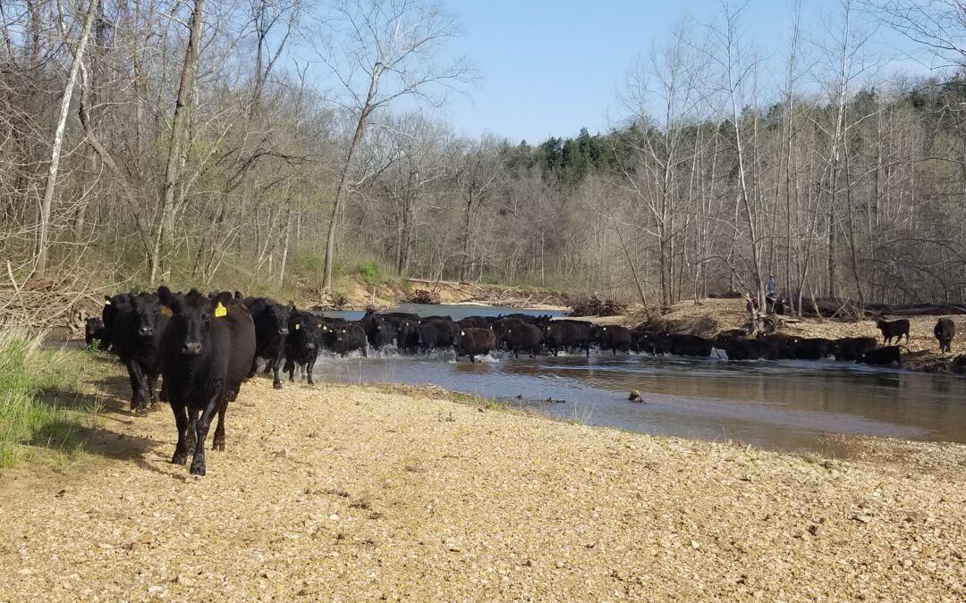 #141 – Joel Salatin – Successful Farming