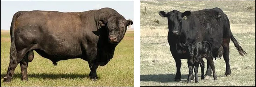 Sissy Bulls… and Fat, Dry Cows