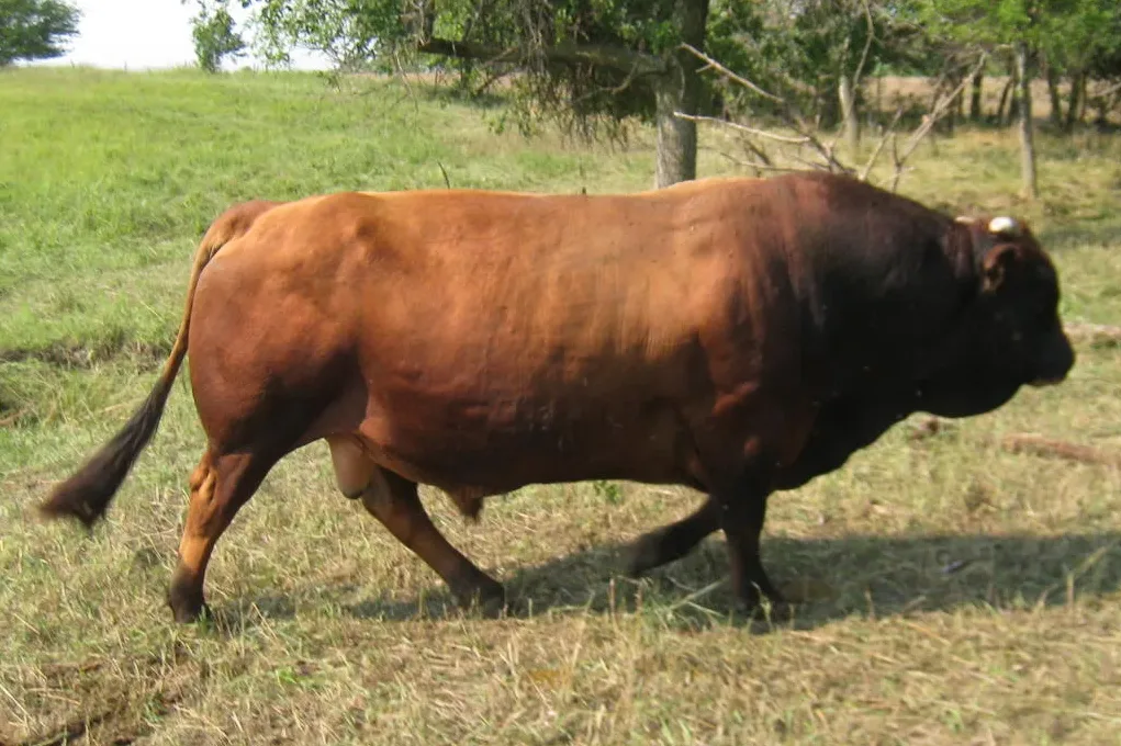 Pharo Cattle Company's Tarentaise Herd Sire Colfax