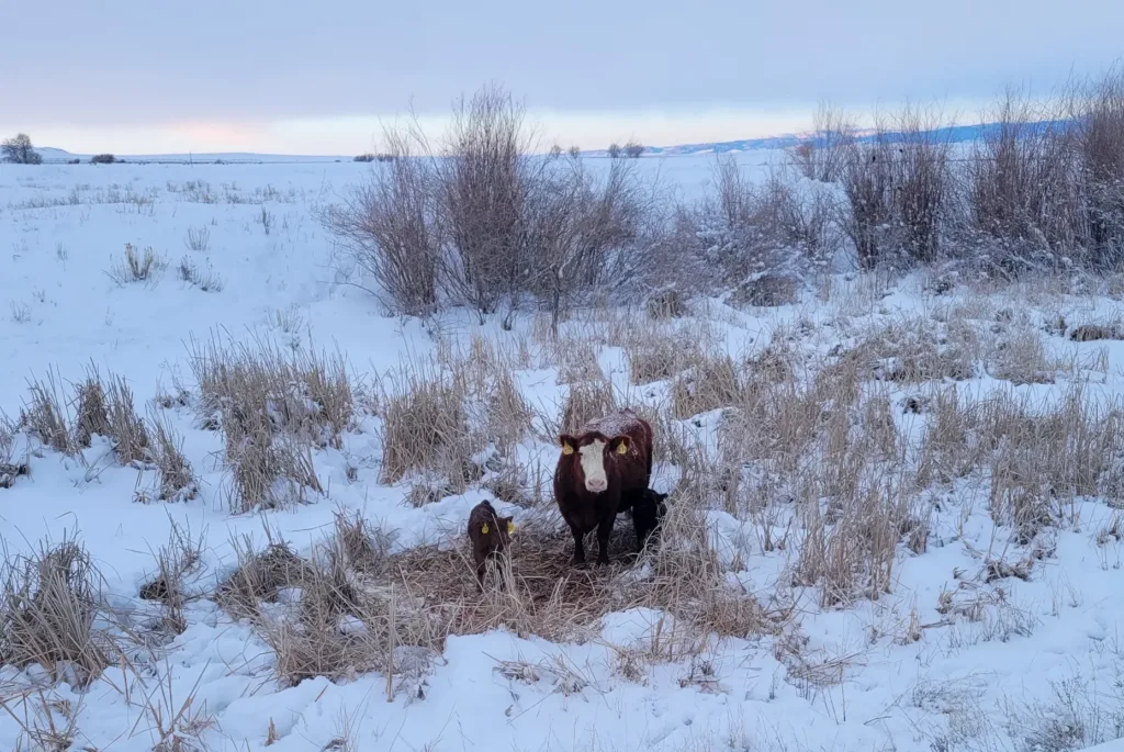Cow and new calf in snow