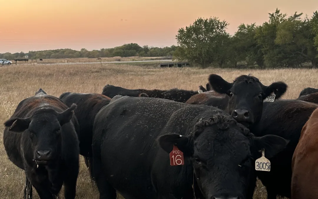 Full Care Heifer Breeding