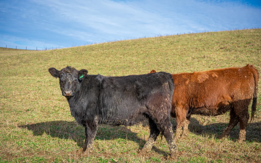 Heavy PCC influence Bred Heifers bred to PCC bull