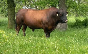 PCC WFF Diamond 7558D Most females in this listing are related to Diamond which is a foundational sire of the PCC Heat Tolerant Program.