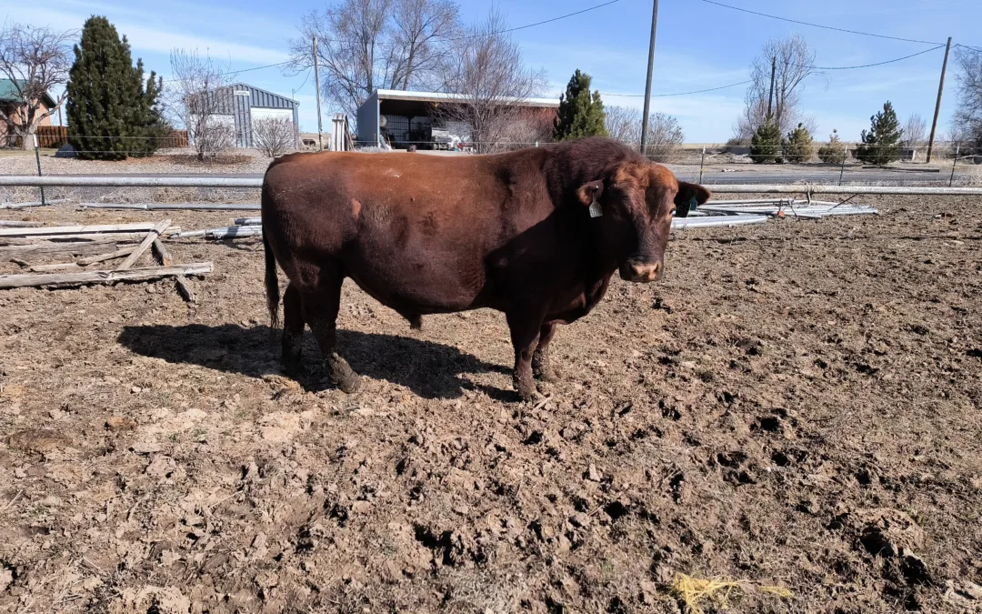 Red Angus bull