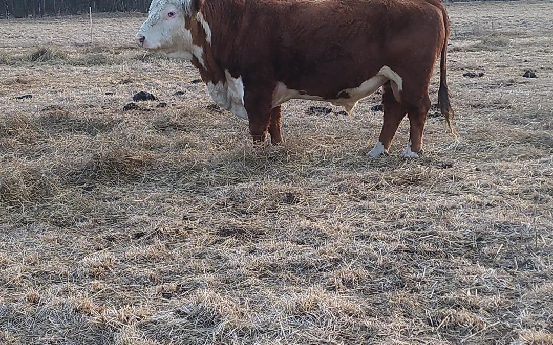 Hereford Bull for Sale