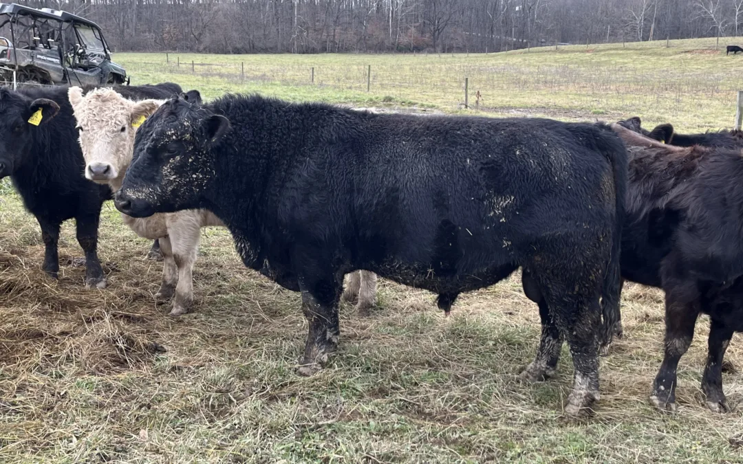 Mature Bulls