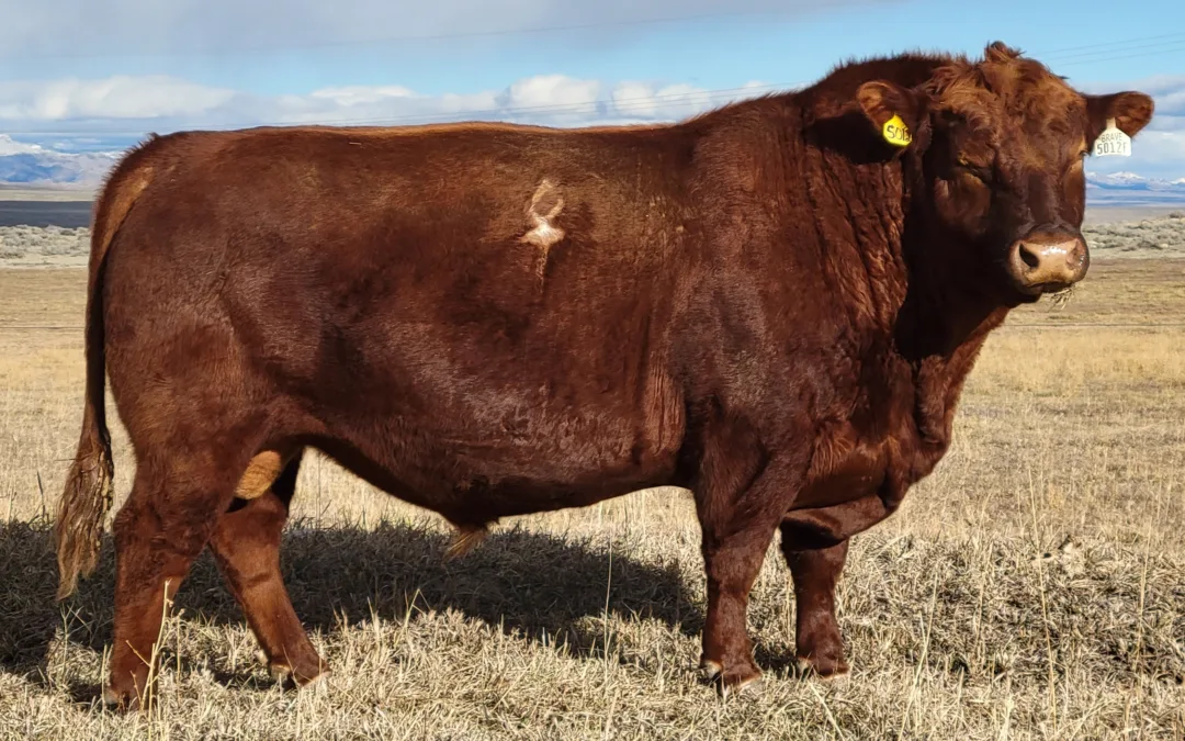 CP Red Angus Herd Bull