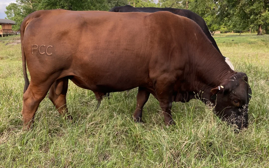 PCC Mashona/Red Angus Heat Tolerant Bull