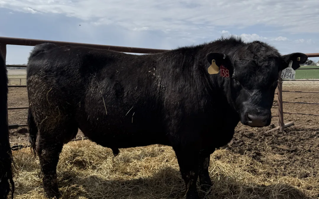 Heifer Bull