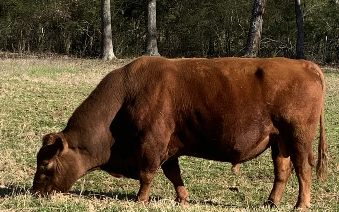 Registered Red Angus PCC bull for sale
