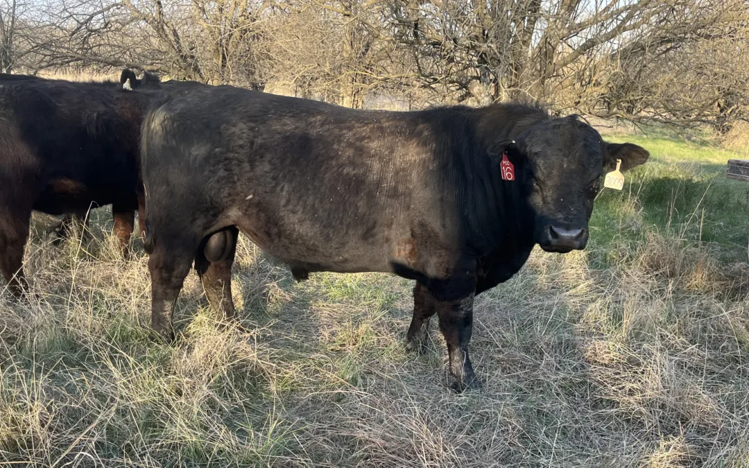 Heifer Bull