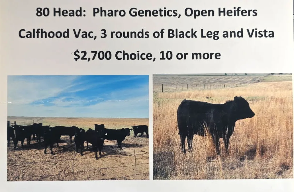 80 Black Open Heifers – KS