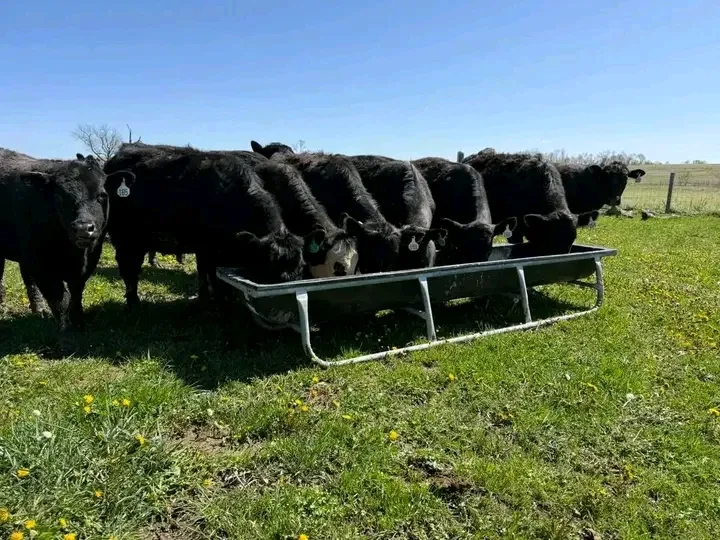Fancy black angus heifers – Canada