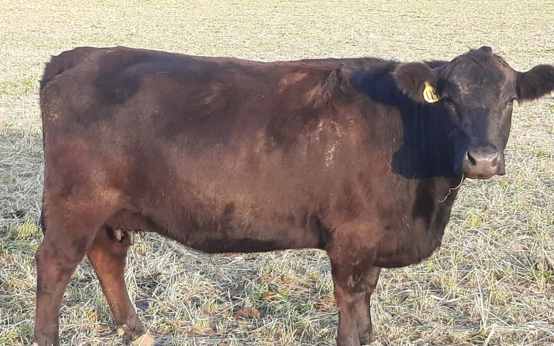 Wisconsin PCC sired and bred first calf heifers and cows for sale