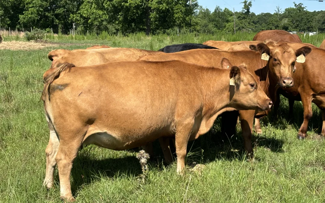 Red Angus Fall Calving Cows