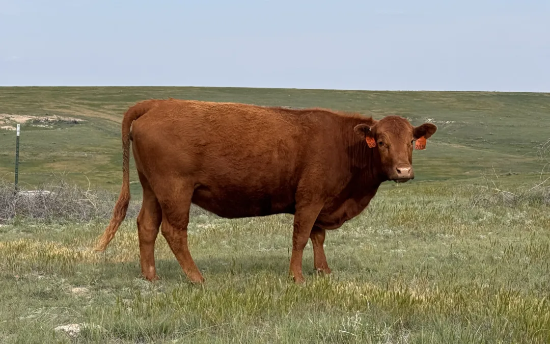 Tenet® Certified Registered Red Angus Cows