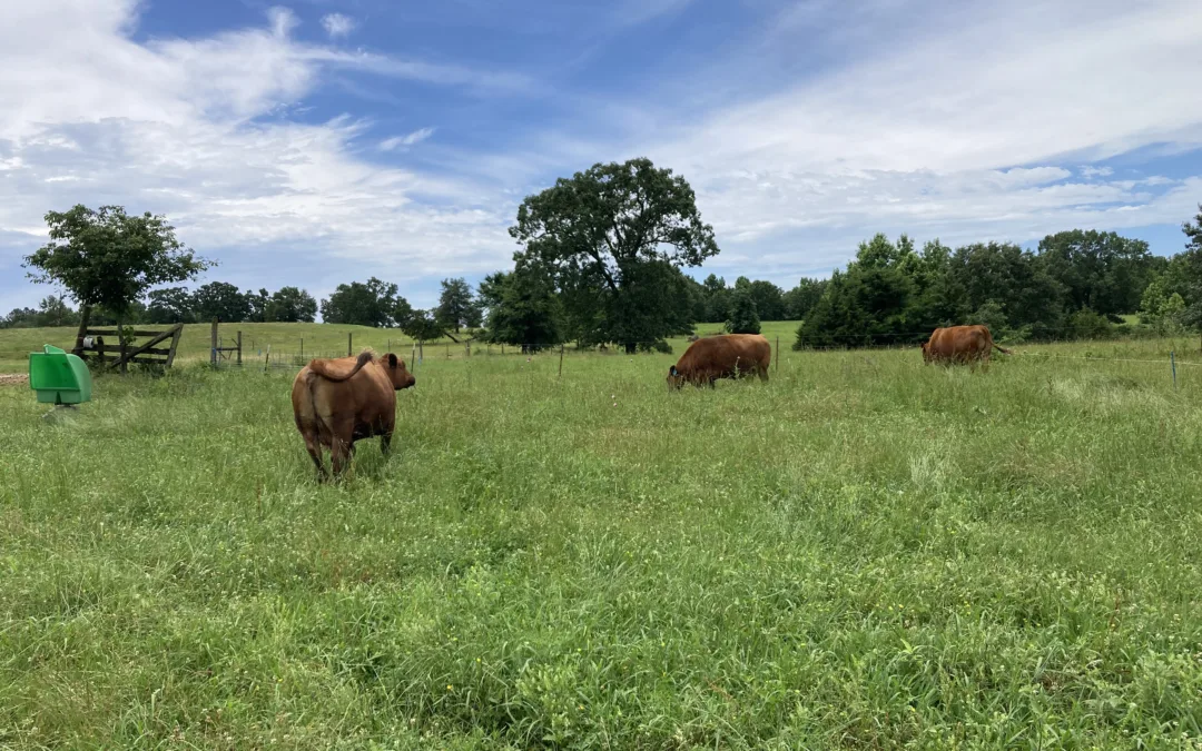 Custom Grazing – Arkansas