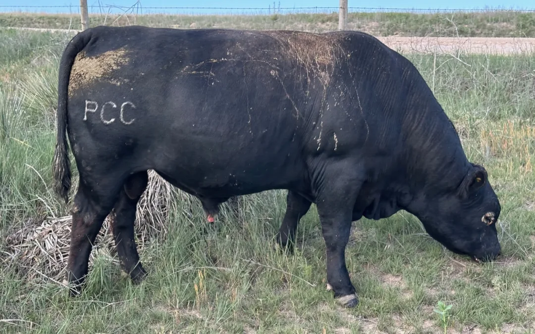 2 Registered Black Angus Bulls for Sale