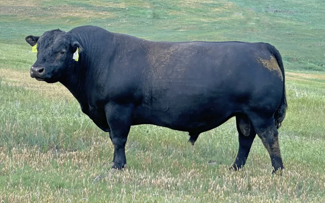 Angus Bull for Sale