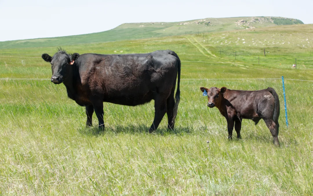 Pairs and Breds @ Faith Livestock – Faith SD 6/16