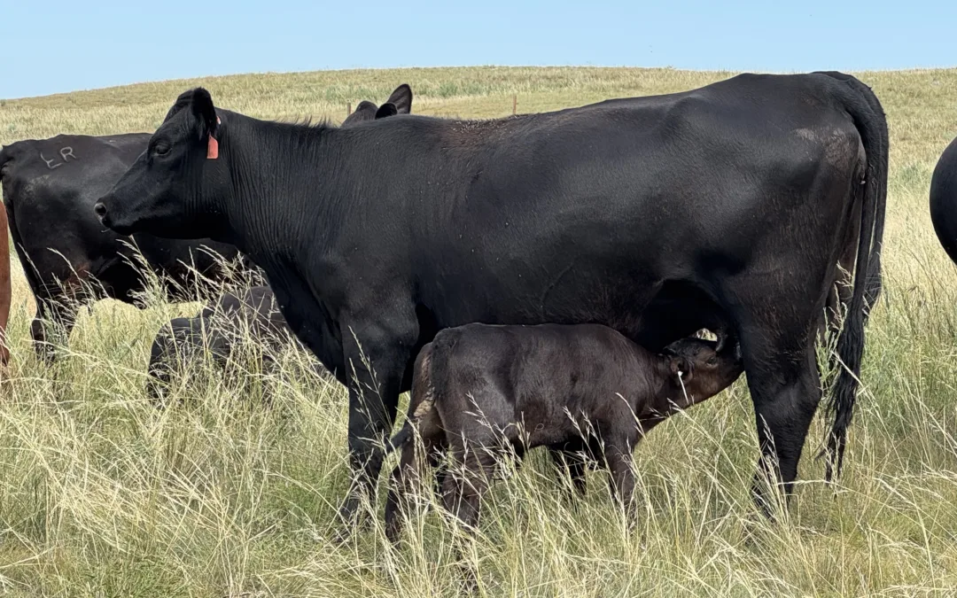 11 1st calf heifer pairs for sale