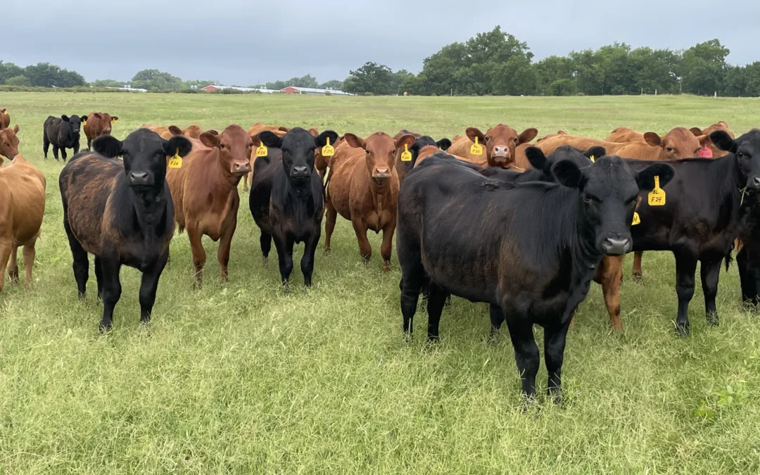 Fall 2024 Replacement Heifers