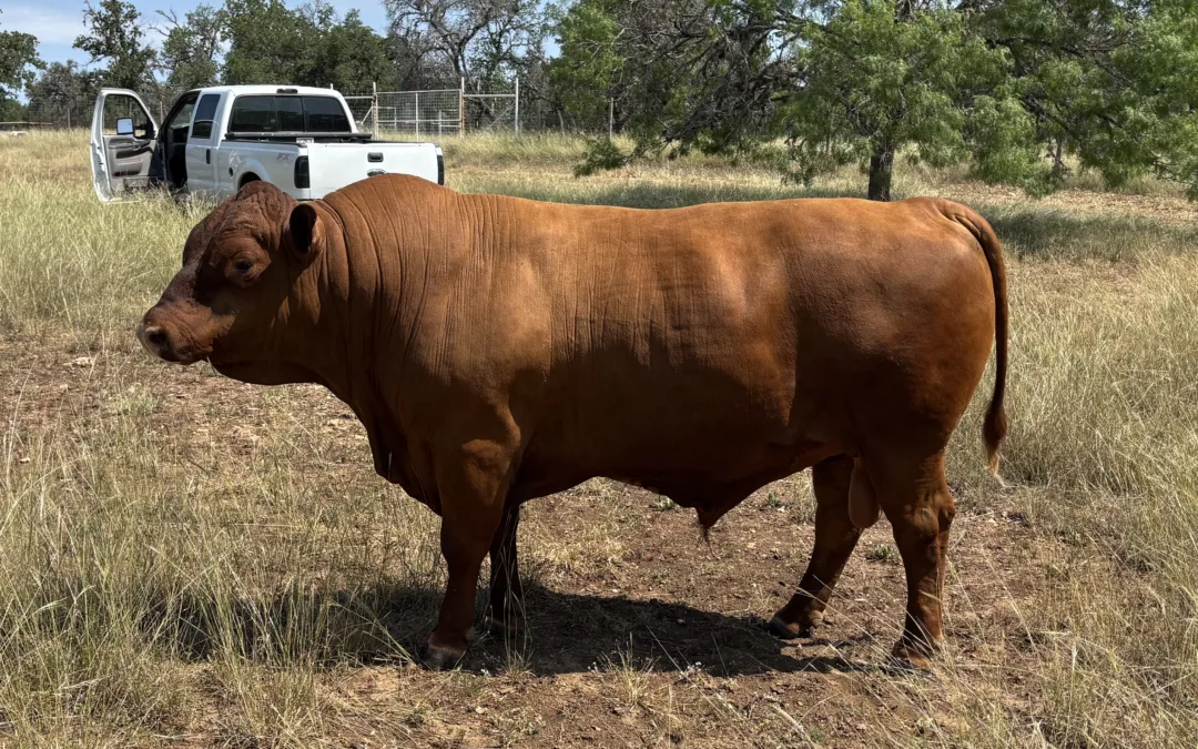 Coming 4-year-old Red Angus Cross Heat Tolerant Bull