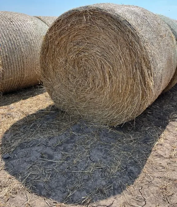 Oat hay for sale