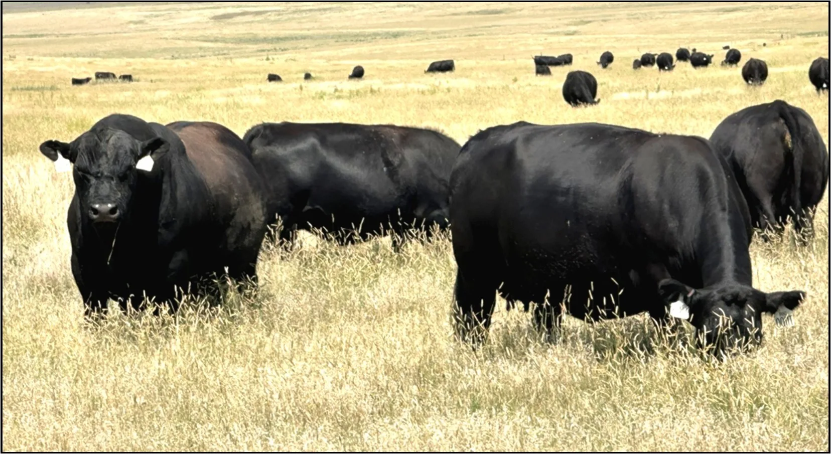 Losing Weight vs. Gaining Weight - Pharo Cattle Company®