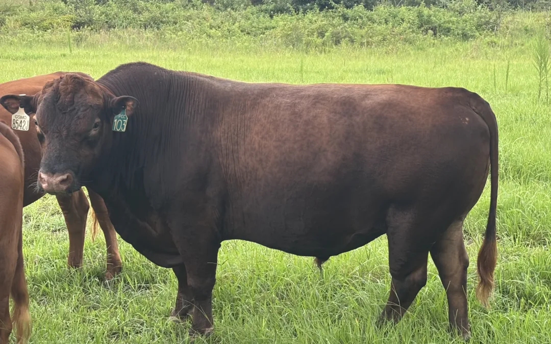 Coming 4 year old Red Angus Cross Heat Tolerant Bull