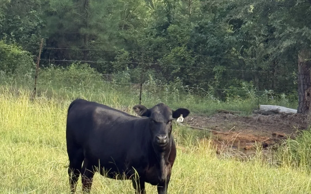 34 Angus Heifers