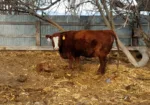 Calving as a heifer
