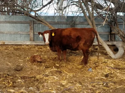 Calving as a heifer