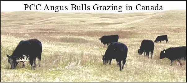 Canadian Angus Bulls