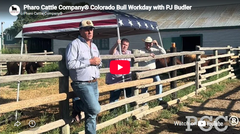 Colorado Bull Workday with PJ Budler